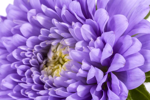 Fleur simple violette d'aster isolée sur fond blanc — Photo