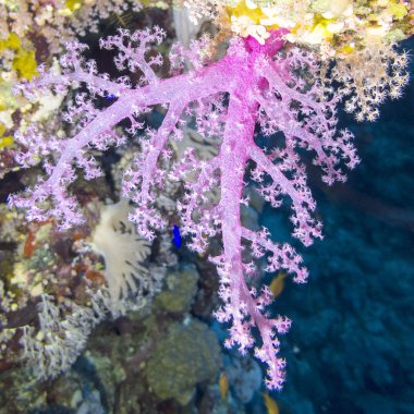 Tropikal deniz, su altında yumuşak mercan pembe Dendronephthya