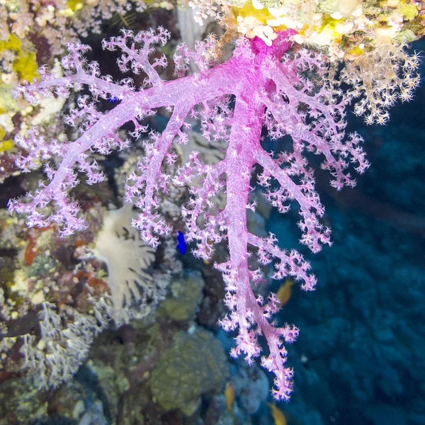Morbido corallo rosa Dendronephthya in mare tropicale, subacqueo — Foto Stock