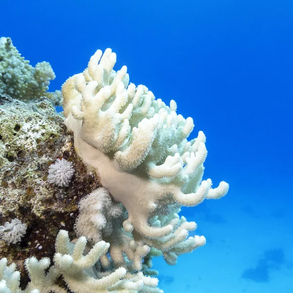 Coral reef with white  turbinaria mesenterina in tropical sea, underwater — Stock Photo, Image