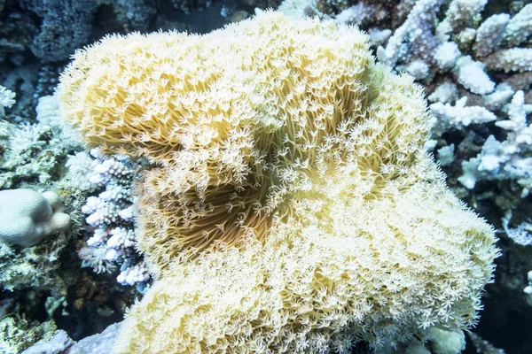Recife de coral com coral de pólipo pulsante em mar tropical, subaquático — Fotografia de Stock