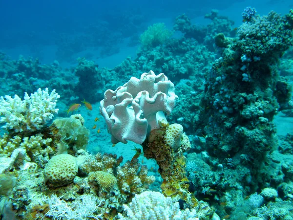 Korallenriff am Grund des tropischen Meeres, unter Wasser — Stockfoto