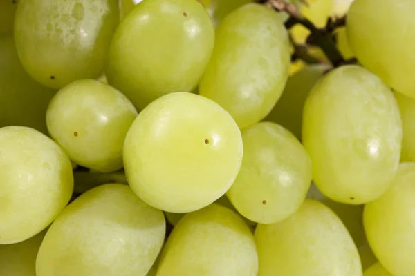 Arka plan beyaz üzüm, meyve kadar yakın — Stok fotoğraf