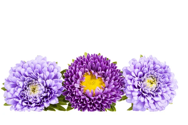 Aster flowers isolated on white background . — Stock Photo, Image