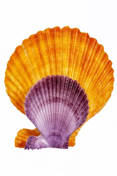 Coquillages colorés de mollusques isolés sur fond blanc — Photo