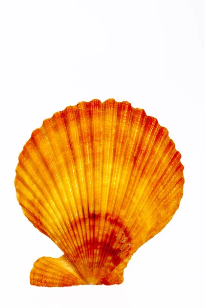 Coquille de mollusque isolée sur fond blanc, gros plan — Photo