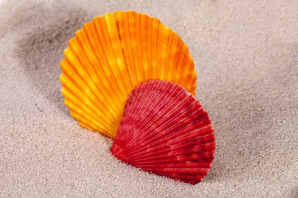 Conchas marinhas coloridas de molusco na areia, close-up — Fotografia de Stock