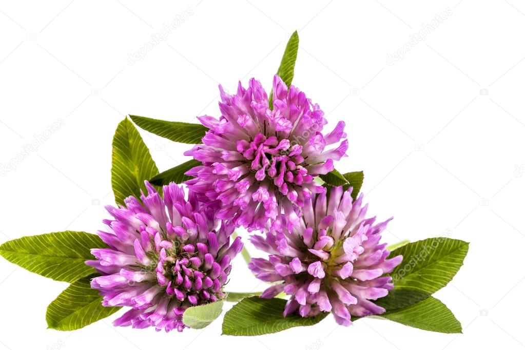 Flower of pink clover isolated on white background