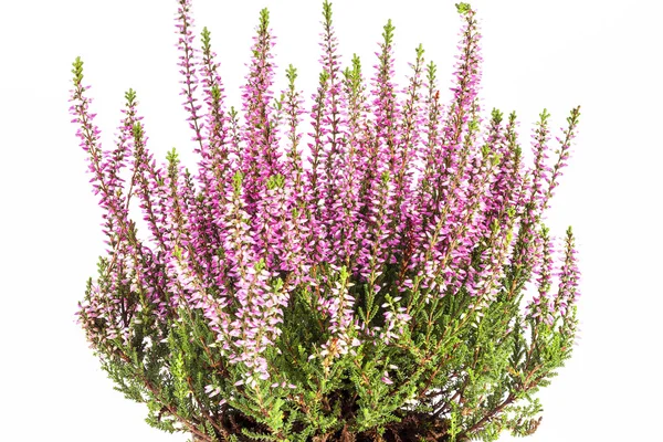 Çiçekleri beyaz zemin üzerine tencerede pembe Calluna vulgaris
