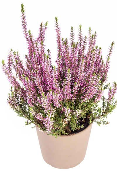 Bloemen van roze Calluna vulgaris in pot op witte achtergrond — Stockfoto