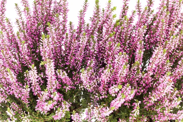 Fleurs de Calluna vulgaris rose sur fond blanc — Photo