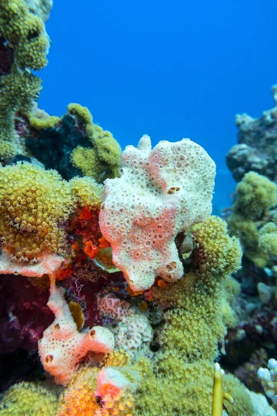 Colorful Coral Reef Bottom Tropical Sea White Sea Sponge Underwater — Stock Photo, Image