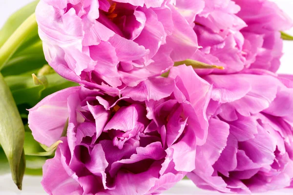 Цветок Гвоздики Dianthus Белом Фоне Тонкие Лепестки Закрыть — стоковое фото