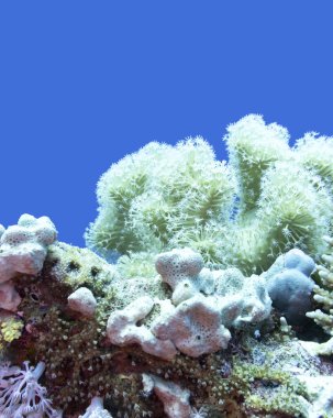 Tropikal denizin dibindeki renkli mercan resifi, deri mercan ve deniz süngeri olarak bilinen Sarcophyton mercanı; sualtı manzarası;