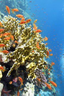 Tropikal denizin dibindeki renkli mercan resifi, sarı ateş mercanı ve tropik balık sürüsü Anthias, sualtı manzarası.