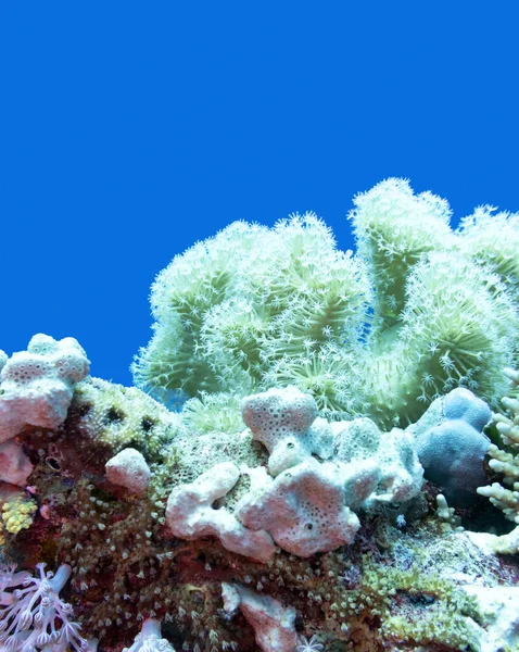 热带海底色彩斑斓的珊瑚礁 称为皮珊瑚和海绵状珊瑚 水下景观 — 图库照片