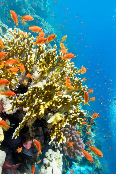 Tropikal Denizin Dibindeki Renkli Mercan Resifi Sarı Ateş Mercanı Tropik — Stok fotoğraf