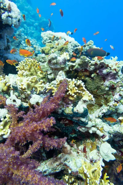 热带海底多彩的珊瑚礁 硬珊瑚 水下景观 — 图库照片