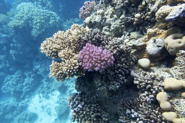 Barriera Corallina Colorata Sul Fondo Del Mare Tropicale Coralli Duri — Foto Stock