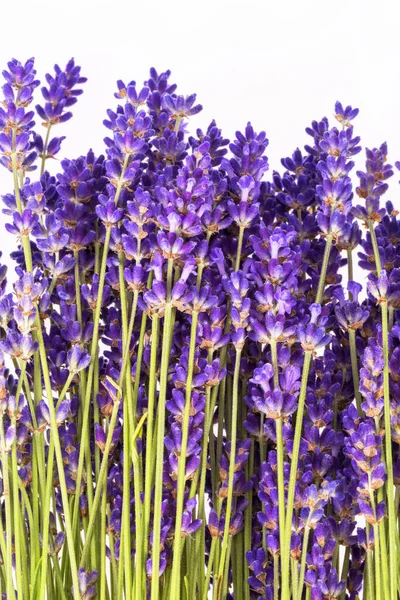 Bouguet Aus Violetten Lavendelblüten Isoliert Auf Weißem Hintergrund Nahaufnahme — Stockfoto