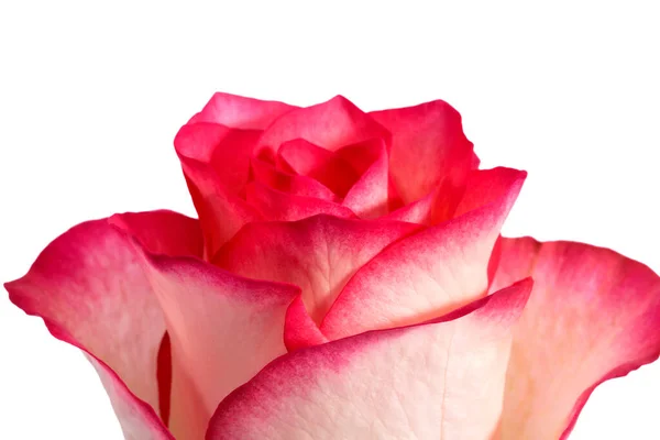 Singolo Fiore Testa Rosa Isolato Sfondo Nero Primo Piano — Foto Stock