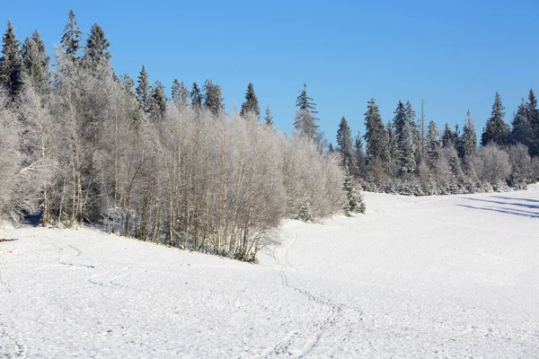 波兰Gorce国家公园 冬季的山水 积雪覆盖的树木 — 图库照片