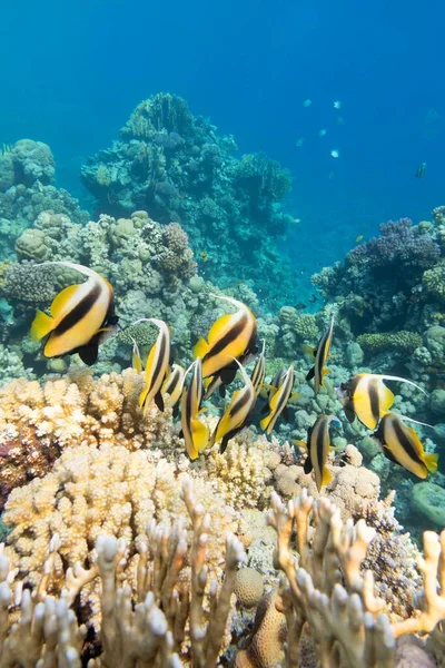 Récif Corallien Coloré Fond Mer Tropicale Bannière Schooling Heniochus Diphreutes — Photo