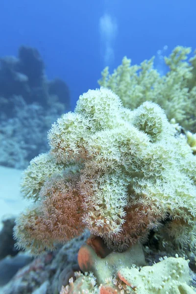 热带海底色彩斑斓的珊瑚礁 脉动着异种珊瑚 水下景观 — 图库照片