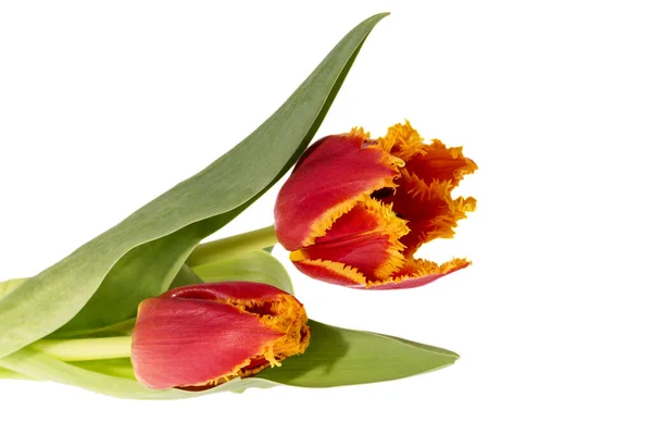 Zwei Blüten Aus Roter Gezackter Tulpe Isoliert Auf Weißem Hintergrund — Stockfoto