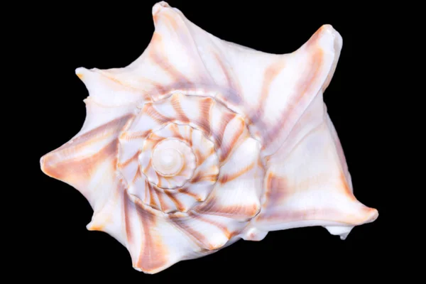 Single Sea Shell Aliger Gigas Known Queen Conch Isolated Black — Stock Photo, Image