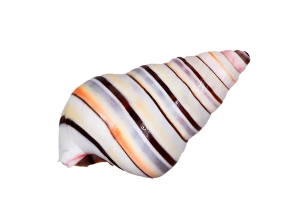 Single Striped Shell Liguus Virgineus Also Known Candy Cane Snail — Stock Photo, Image