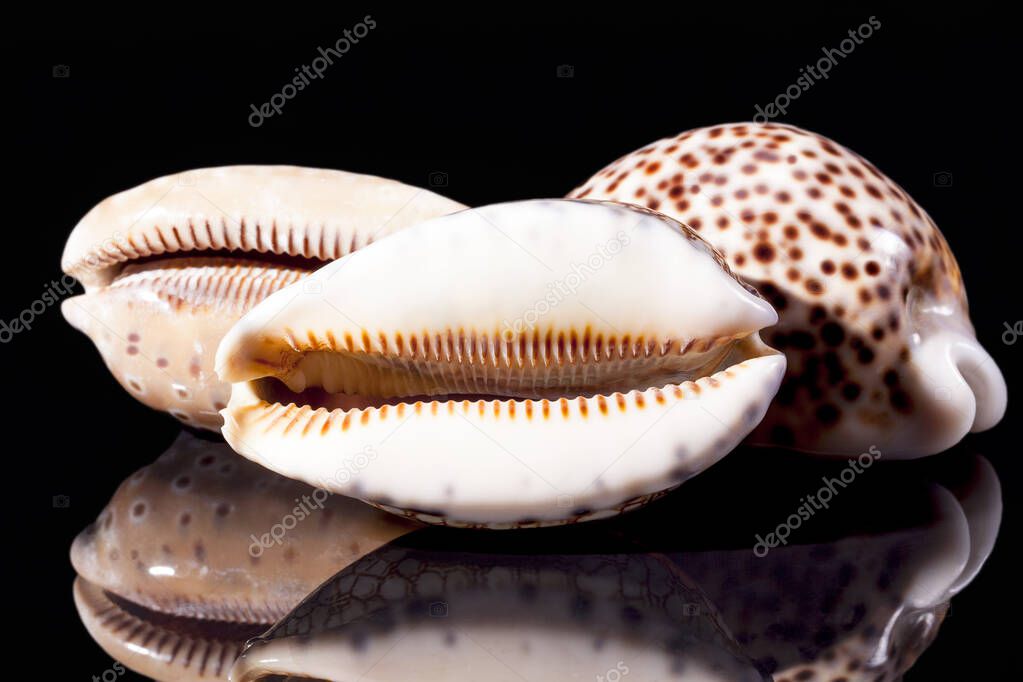 Sea shells of tiger cowry isolated on black background, mirror reflection