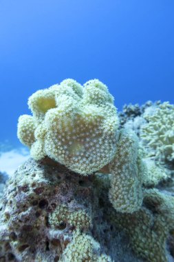 Tropikal denizin dibindeki renkli mercan resifi, deri mercan olarak bilinen Sarcophyton mercanı; su altı manzarası