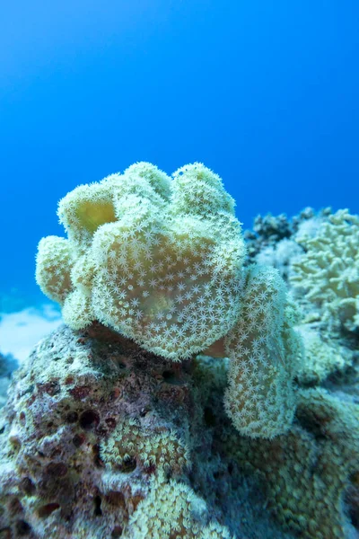 Красочные Коралловые Рифы Дне Тропического Моря Саркофитонные Кораллы Известные Кожаные — стоковое фото