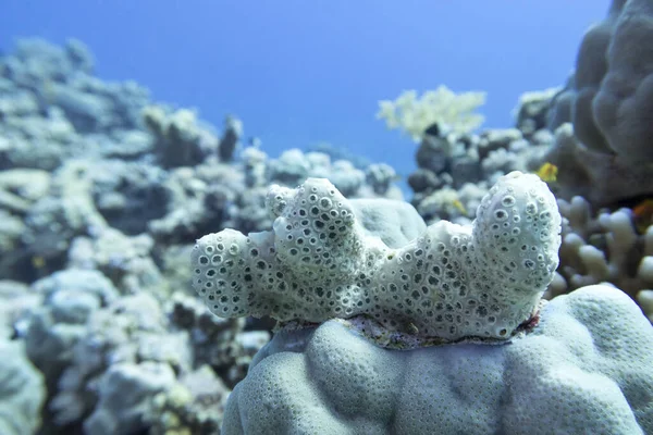 Coral Reef Bottom Tropical Sea White Sea Sponge Underwater Landscape — Stock Photo, Image