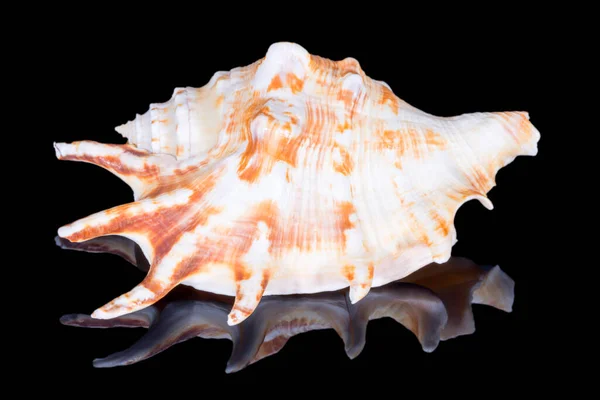 Single Snail Sea Shell Lambis Lambis Known Spider Conch Isolated — Stock Photo, Image