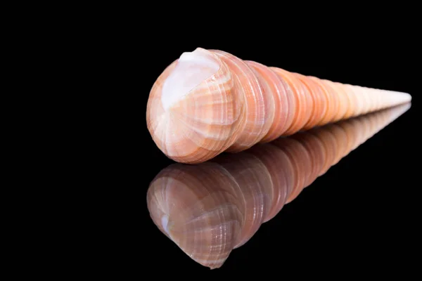 Caracol Único Concha Mar Turritella Terebra Família Turritellidae Isolado Sobre — Fotografia de Stock