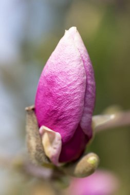 Bahçede baharda açan pembe manolya çiçeği tomurcuğu.