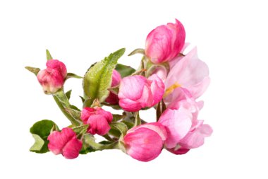 Elma ağacı çiçeği siyah arka planda izole edilmiş, yakın plan. Beyaz narin bahar çiçekleri.