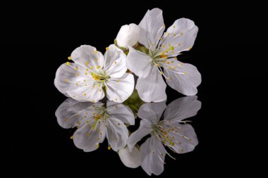 Elma ağacı çiçeği siyah arka planda izole edilmiş, yakın plan. Beyaz narin bahar çiçekleri.