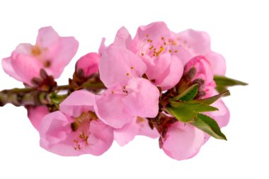 Baharda şeftali çiçekli dal beyaz bir arkaplanda izole edilmiş, kapat