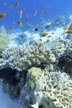 Tropikal denizin dibindeki renkli mercan resifleri, sert mercanlar ve balıklar, sualtı manzarası.
