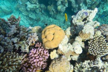 Tropikal denizin dibindeki renkli mercan resifi, sert mercanlar, sualtı manzarası.