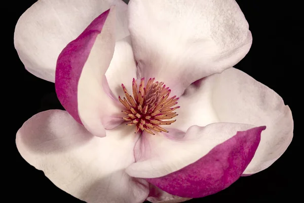 在黑色背景上被隔离的粉红色木兰花 — 图库照片