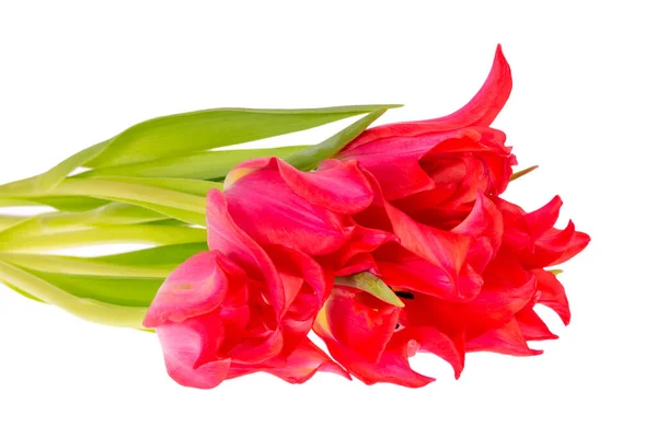 Bouqet Der Frühlingsblume Rote Tulpe Isoliert Auf Weißem Hintergrund Nahaufnahme — Stockfoto