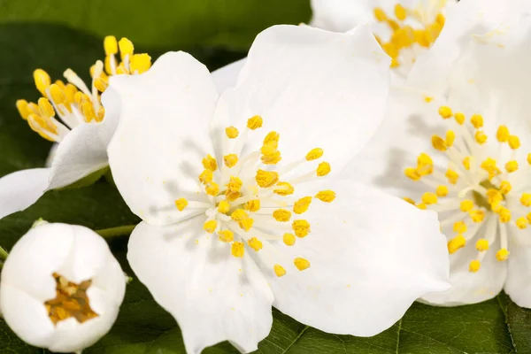 Beautiful White Jasmine Flowers Close — Stock Photo, Image