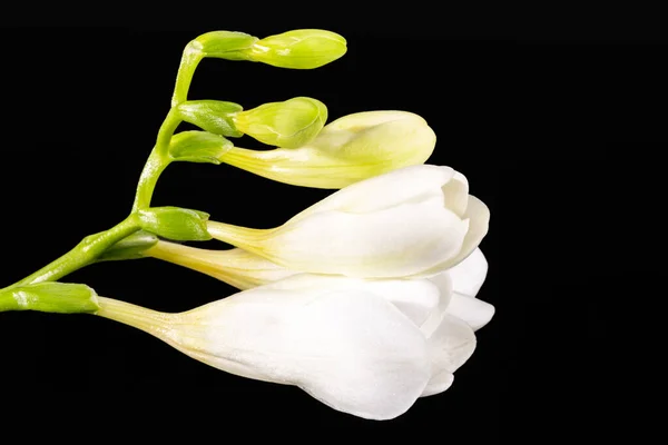 黒の背景に隔離された美しい白いフリージアの花を閉じます — ストック写真