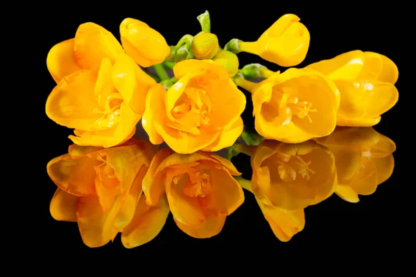 一束黄色的菊花 在黑色背景上隔离 镜像反射 — 图库照片