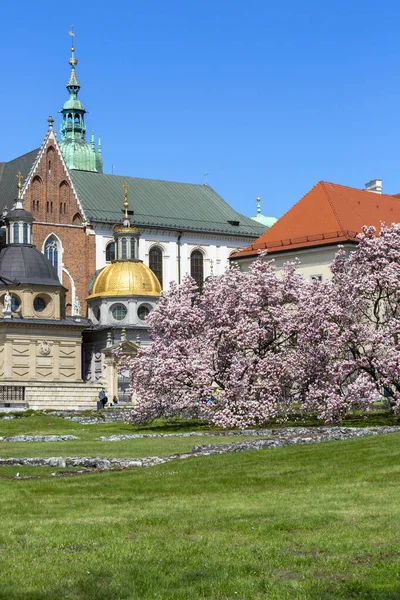 2021年4月28日 波兰克拉科夫 波兰国王加冕地瓦维尔大教堂旁边的瓦维尔山上盛开的木兰花树 — 图库照片