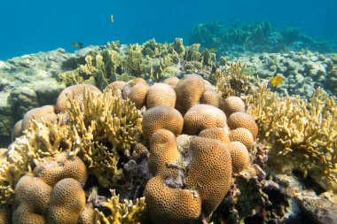 Tropikal denizin dibindeki renkli mercan resifi, sert ve ateş mercanları, sualtı manzarası.